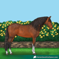 Horse Color:Bay Tobiano