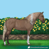 Horse Color:Liver Red Dun Tobiano 