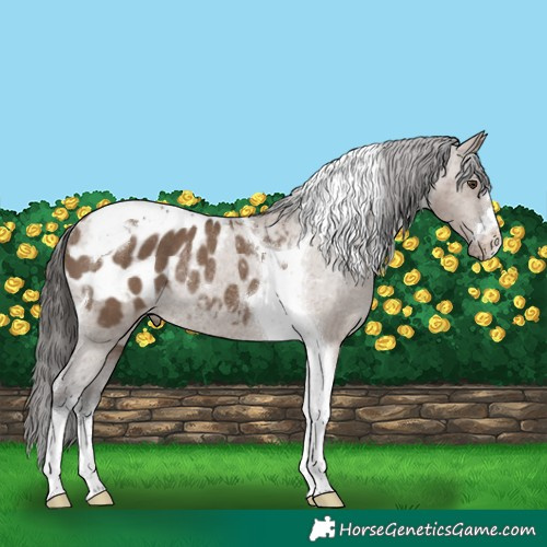 Horse Color:Liver Red Dun Tobiano Appaloosa Rabicano 