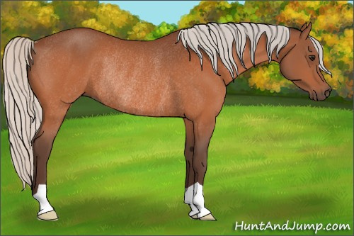 Horse Color:Silver Bay Rabicano