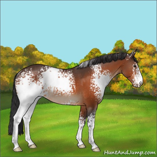 Horse Color:White Spotted Brown Rabicano