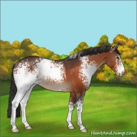 Horse Color:White Spotted Brown Rabicano 