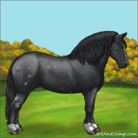 Horse Color:Black 