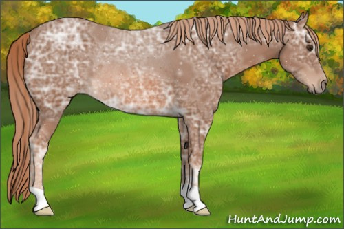 Horse Color:Chestnut Ice Rabicano