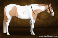 Horse Color:Bay Pearl Tobiano 