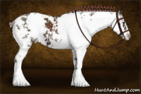 Horse Color:Liver Chestnut Sabino 