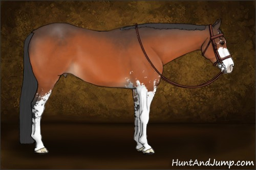 Horse Color:Bay Sabino 