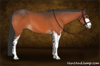 Horse Color:Bay Sabino 