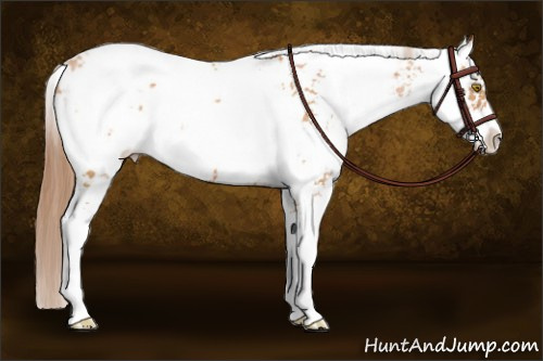 Horse Color:Bay Pearl Sabino 
