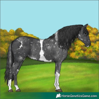 Horse Color:White Spotted Black Tobiano 