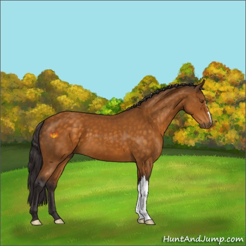 Horse Color:Buckskin 