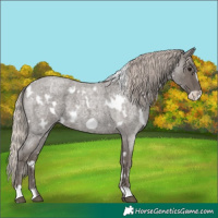 Horse Color:White Spotted Silver Blue Roan Frame 