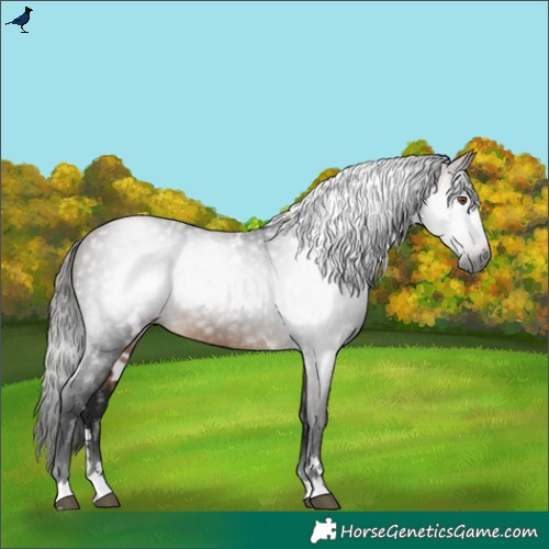 Horse Color:Gray White Spotted Buckskin 