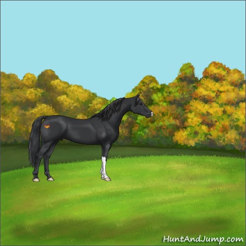 Horse Color:Black 