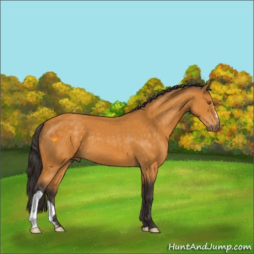 Horse Color:Buckskin 