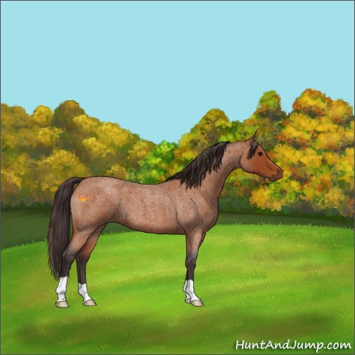 Horse Color:Buckskin Roan 