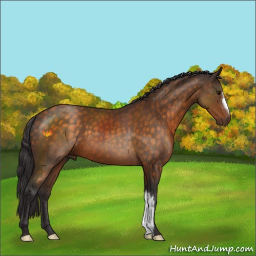 Horse Color:Buckskin 