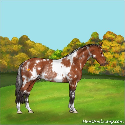 Horse Color:White Spotted Buckskin Rabicano 