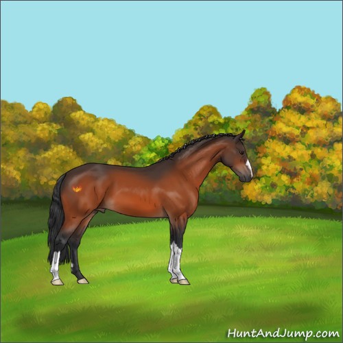 Horse Color:Bay 