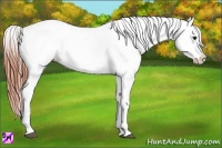 Horse Color:Bay Dun Splash Appaloosa 