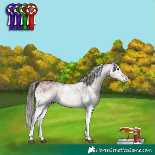 Horse Color:White Spotted Bay