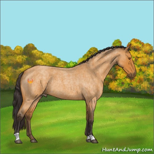Horse Color:Buckskin Roan 