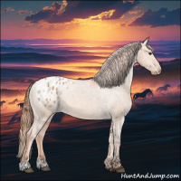 Horse Color:Red Dun Appaloosa 