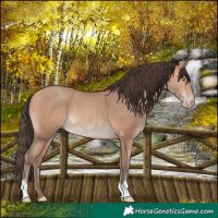 Horse Color:Amber Champagne