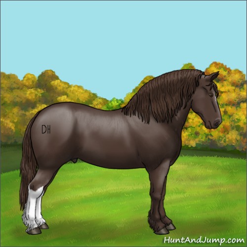 Horse Color:Liver Chestnut 