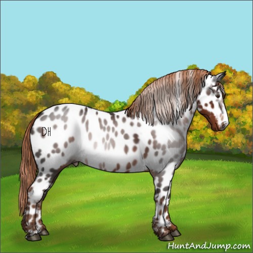 Horse Color:Gray Liver Chestnut Appaloosa 