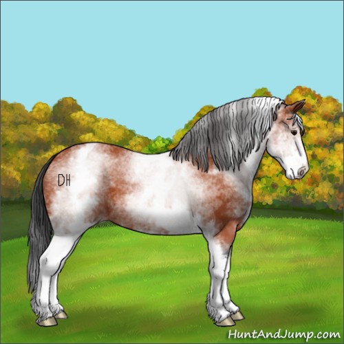 Horse Color:White Spotted Bay 
