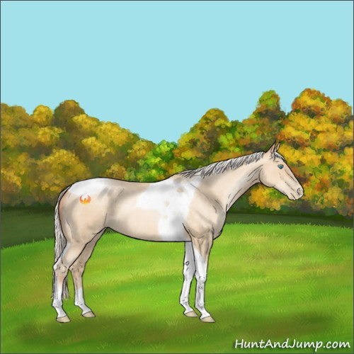 Horse Color:Silver Sable Cream Champagne Pearl Sabino Tobiano 