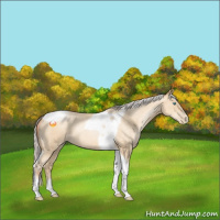 Horse Color:Silver Sable Cream Champagne Pearl Sabino Tobiano 