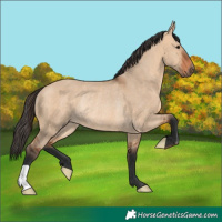 Horse Color:Bay Dun Rabicano 