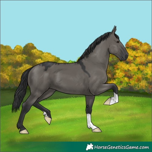 Horse Color:Grullo 