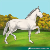 Horse Color:Cremello Dun 