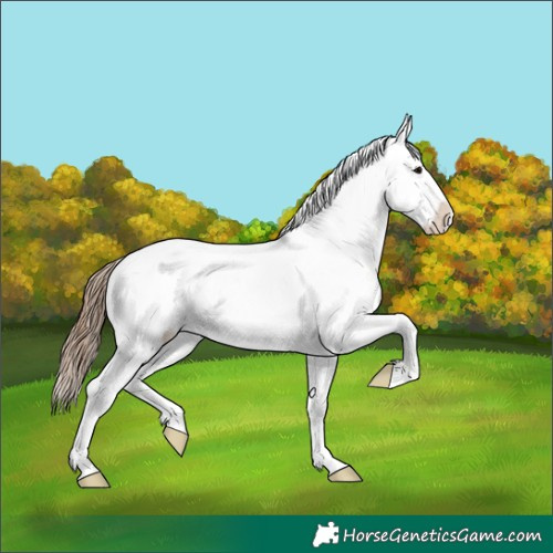 Horse Color:Grullo Appaloosa Brindle