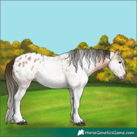 Horse Color:Gray White Spotted Buckskin Tobiano Appaloosa Rabicano 