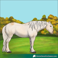 Horse Color:Palomino Dun Appaloosa Rabicano 