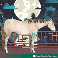 Horse Color:Buckskin Pearl Sabino 