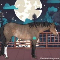 Horse Color:Brown Dun Rabicano 