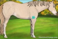 Horse Color:Perlino Sabino 