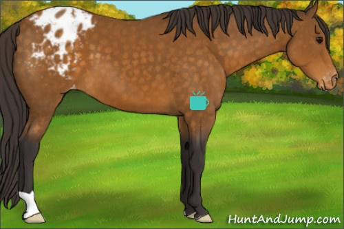 Horse Color:Buckskin Appaloosa 