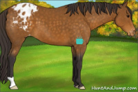 Horse Color:Buckskin Appaloosa