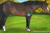 Horse Color:Brown Sabino
