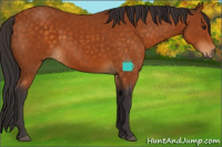 Horse Color:Buckskin Sabino