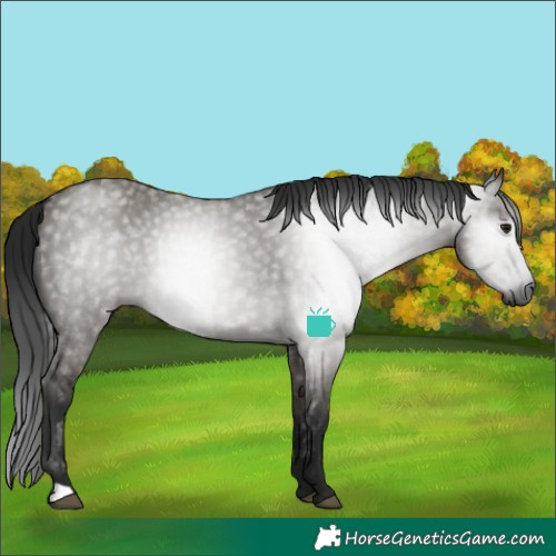 Horse Color:Gray Smoky Grullo Rabicano