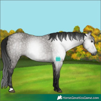 Horse Color:Gray Smoky Grullo Rabicano