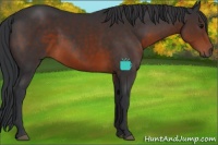 Horse Color:Brown Rabicano 