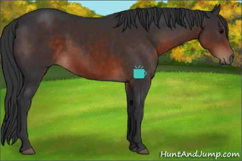 Horse Color:Brown Sabino Rabicano 